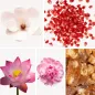 Preview: Duftnoten: Magnolie, Granatapfel, Moschus, Lotusblume, Pfingsrose